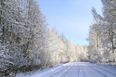 Karlı yol uzun ağaçlarla çevrili.