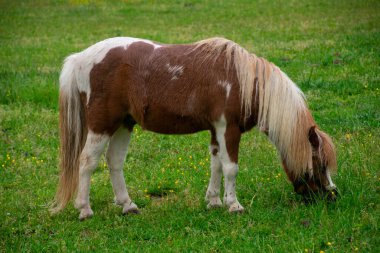 Küçük kahverengi ve beyaz midilli otluyor.