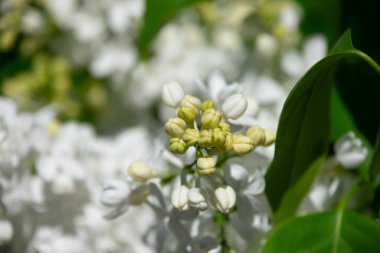 Yeşil yapraklı ve mavi arkaplanlı beyaz leylak çiçekleri ve tomurcukları yakın plan..