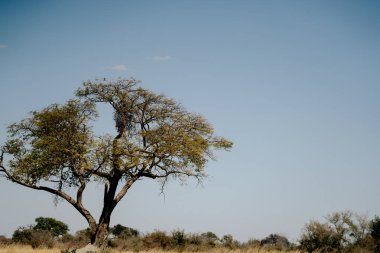 Açık bir alanda tek başına duran büyük bir ağaç..