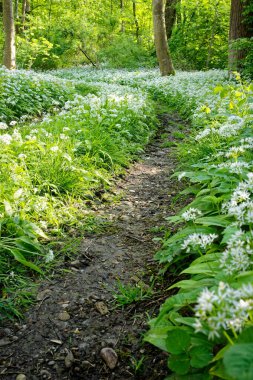Yeşillik orman çiçekleri arasında yol