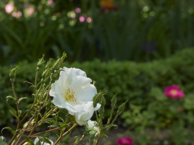 Canlı bir bahçede açan beyaz çiçek.