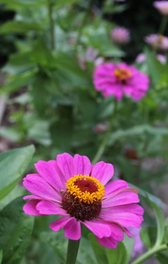 Tam Açan Zinnia Çiçeğinin Kapanışı