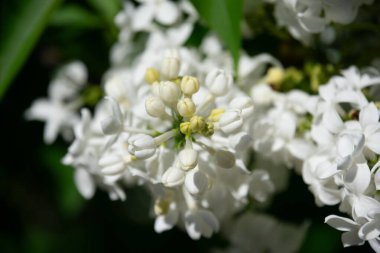 Beyaz çiçekler bahçede çiçek açan closeup