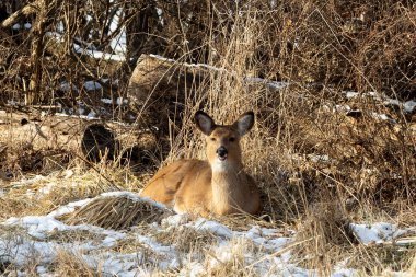 Bir kahverengi geyik uzun kuru çimenler ve kış ormanlarında çıplak dallar arasında.