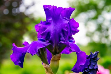 Yumuşak yapraklı mor iris çiçeğinin botanik çekimi 