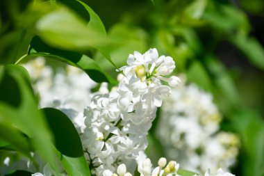 Canlı yeşil yaprakların arasında açan beyaz çiçekler.