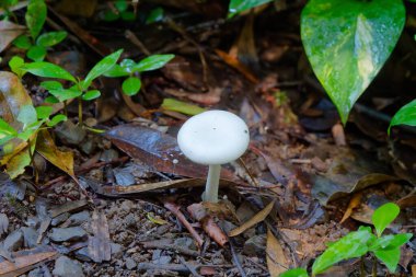 Ormanda büyüyen küçük beyaz mantar