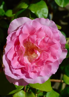 Yeşil yaprakların arasında açan pembe gül