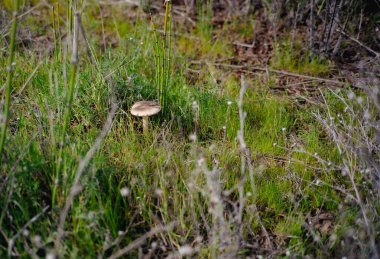 Yeşil çim yaprakları arasında büyüyen mantar