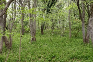 Uzun ağaçlarla dolu yemyeşil orman.