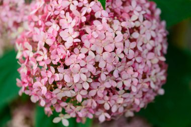 Küçük pembe çiçek kümeleri birlikte çiçek açıyor.