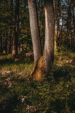Ormanda yan yana duran iki ağaç.