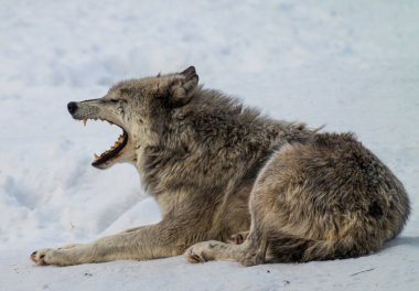 Gri kurt karda uzanırken esniyor.