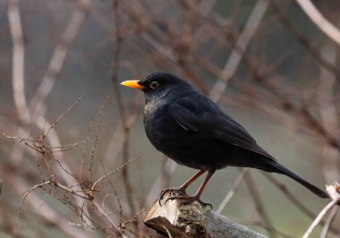 Kara kuş doğanın bir dalına tünemiş..