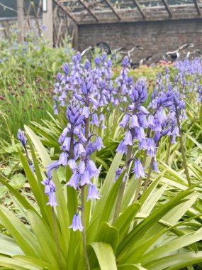 Bahçede açan mor çiçek demetleri