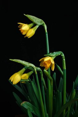 Sarı nergisler koyu arkaplanda çiçek açıyor