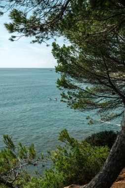Yeşil ağaç dalları arasından okyanus manzarası