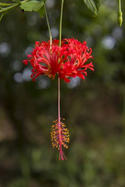 Daldan sarkan kırmızı çiçek