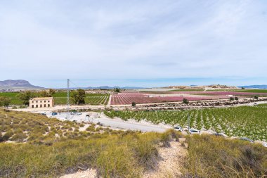 Üzüm bağları gökyüzünün altında yuvarlanan tepeler boyunca uzanıyor