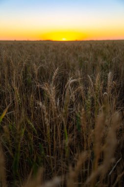 Renkli günbatımı gökyüzünün altında altın buğday tarlası