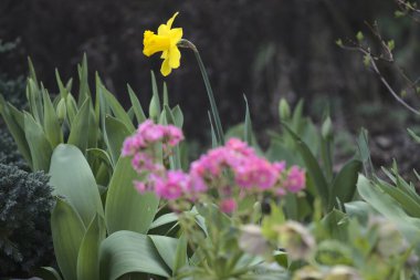 Pembe çiçeklerin arasında açan sarı nergis.