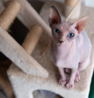 Sphynx kedisi tırmalama direğinde oturuyor.