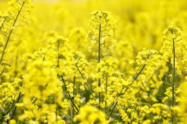 Tarlada açan canlı sarı çiçekler.