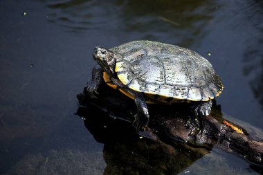 Kaplumbağa suyun üzerinde dinleniyor.