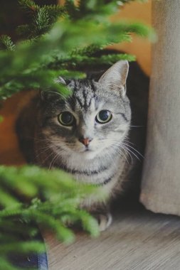 Yeşil bitki yapraklarının arasından bakan kedi