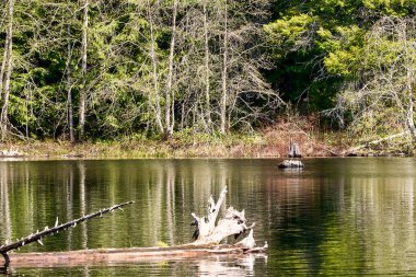 Sakin su ağaçları ve düşen kütükleri yansıtıyor.