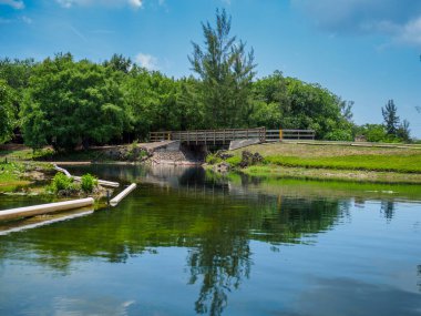 Sakin su ağaçları ve köprüyü yansıtıyor
