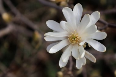 Dalda açan narin beyaz çiçek.