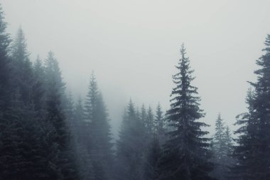 Puslu orman manzarası Uzun yeşil ağaçlarla