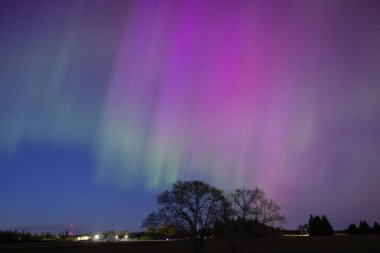 Gece gökyüzünde Aurora Borealis, dalları olan ağaçlar 