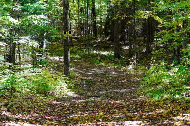 Yeşillik yeşil orman manzarasında yol