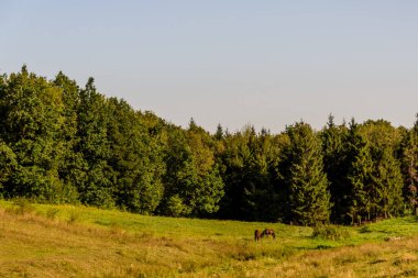 Uzun ağaçlarla çevrili yemyeşil bir alan.