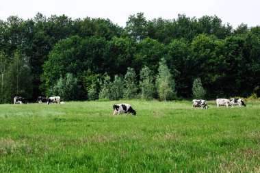 Yeşil alanda otlayan inekler