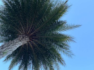 Açık mavi gökyüzüne uzanan palmiye ağacı.