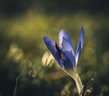 Yeşil çimlerde açan tek mavi çiçek..
