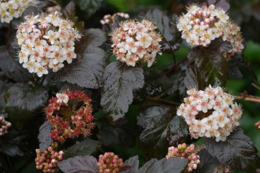 Kuzey Amerika 'nın beyaz çiçekli Ninebark' ında doğal yakın plan, Physocarpus opulifolius bahçede.