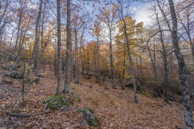 Renkli yaprakları ve ağaçları olan sonbahar ormanı manzarası