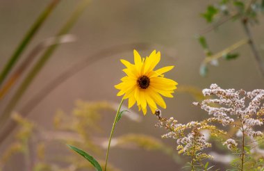 Yeşil bitkiler ve otlar arasında açan tek sarı ayçiçeği