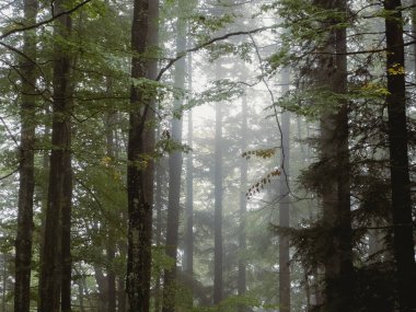 Uzun ağaçlar ve yoğun yapraklarla puslu orman sahnesi