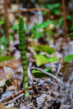Kuzey dev at kuyruğu olarak da bilinen büyük at kuyruğu, Equisetum telmateia, baharda ormanda yetişir..