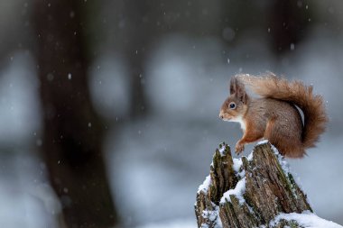 Karlı bir ormanda sincap. Yakın plan.