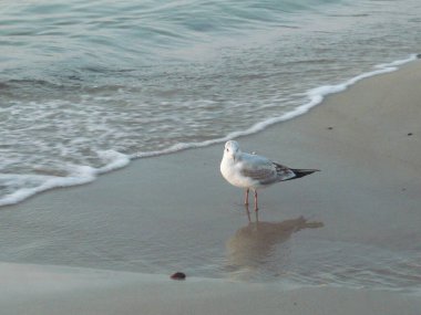Beyaz bir martı kumsalda yürüyor.