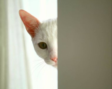 Beyaz kedi kameraya bakıyor.