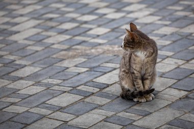 Tabby cat sitting on a checkerboard pattern of grey paving stones in an outdoor area.