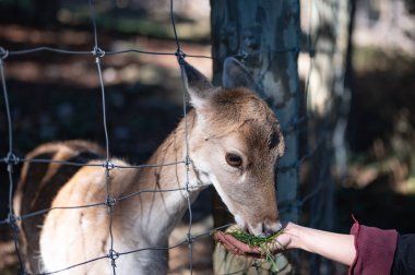 Hand feeding deer through wire fence